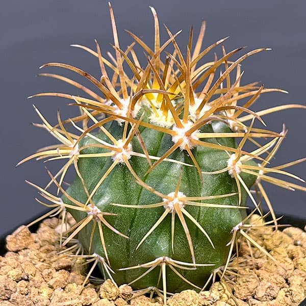 サボテン：フェロカクタス 金冠竜 2.5号鉢植え の通販 | 園芸ネット