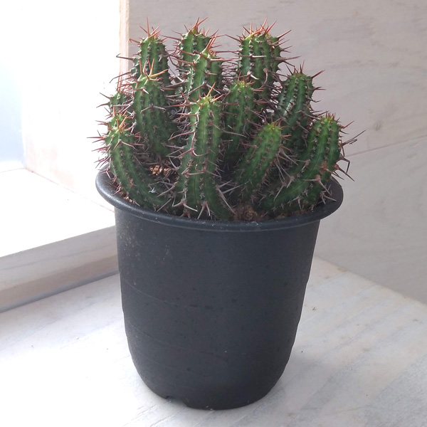 ユーフォルビア・ゴイサナ 園芸ネット本店｜ユーフォルビア：ゴイサナ 3号 の通販【公式】