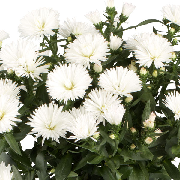 [送料無料]アスター：ビクトリアキト3.5号ポット 24株セット