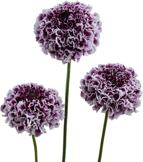 スカビオサ：フォーカルスクープ パープルレース3-3.5号ポット 12株セット