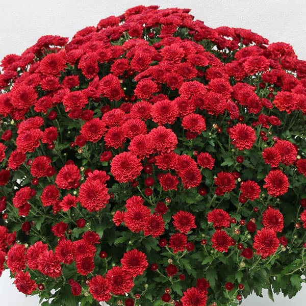 園芸ネット本店｜[送料無料]ガーデンマム：レッド系8号鉢* の通販【公式】