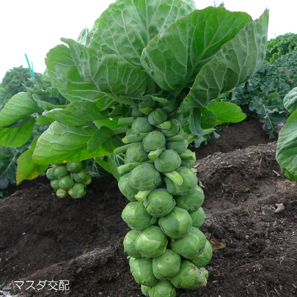 [送料無料]芽キャベツ：コロ助3号ポット 28株セット