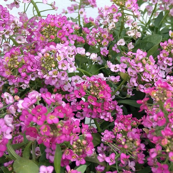 園芸ネット本店｜アリッサム：イースターボネット ディープローズ3