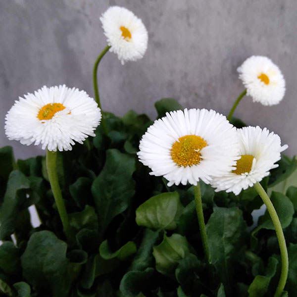 デージー：アーリーポンポネットホワイト3-3.5号ポット 12株セット