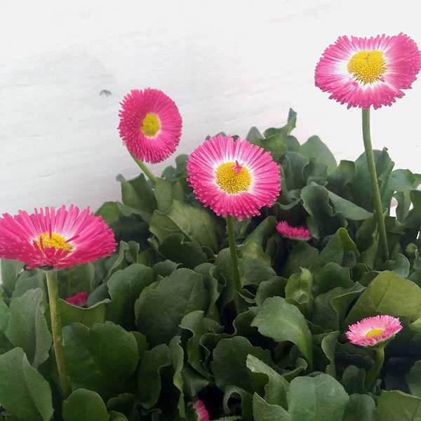 デージー：アーリーポンポネットローズ3-3.5号ポット 12株セット