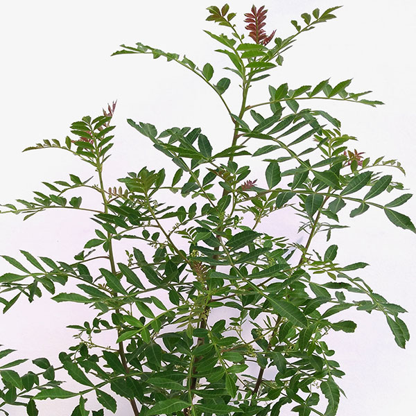 ピンクペッパーツリー６号鉢植え