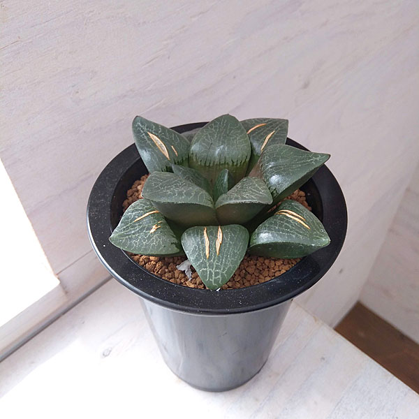 ハオルチア：月光（コンプト交配美酒） 3.5号鉢 の通販 | 園芸ネット