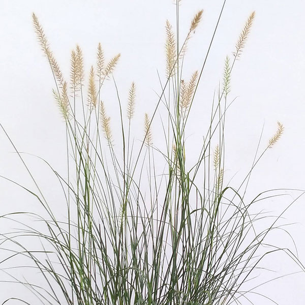 ペンニセツム(ファウンテングラス):ハーメルン4号鉢植え