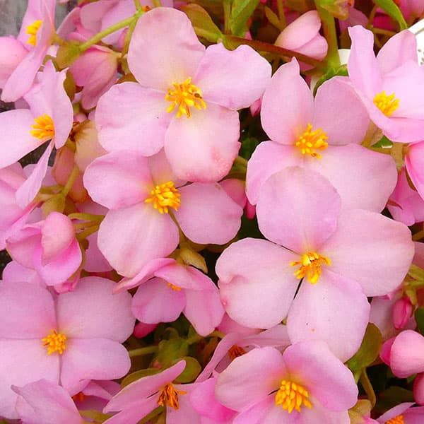 園芸ネット本店｜ベゴニア：ラブミー メモリーズ4号鉢植え の通販【公式】