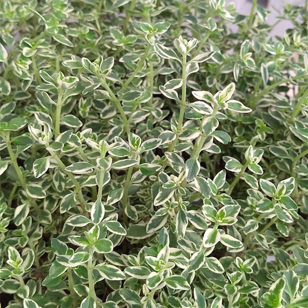 園芸ネット本店｜タイム：ホワイトレモンサワー2.5号ロングポット 6株