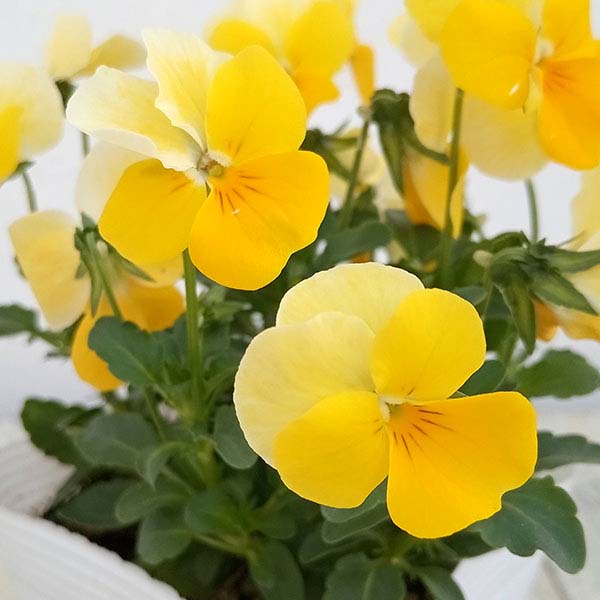 ビオラ：フローラルパワー　イエロービーコン3-3.5号ポット 2株セットy