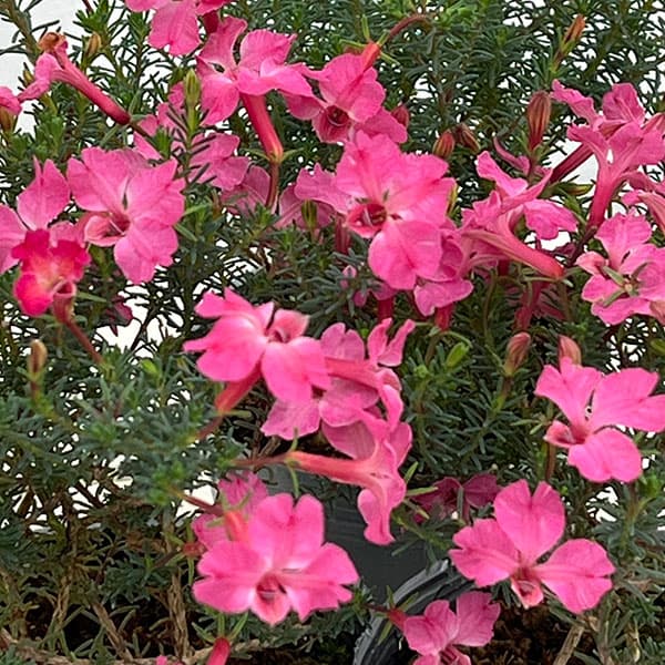 初恋草（ハツコイソウ・レケナウルティア）：メルサクラ3号ポット