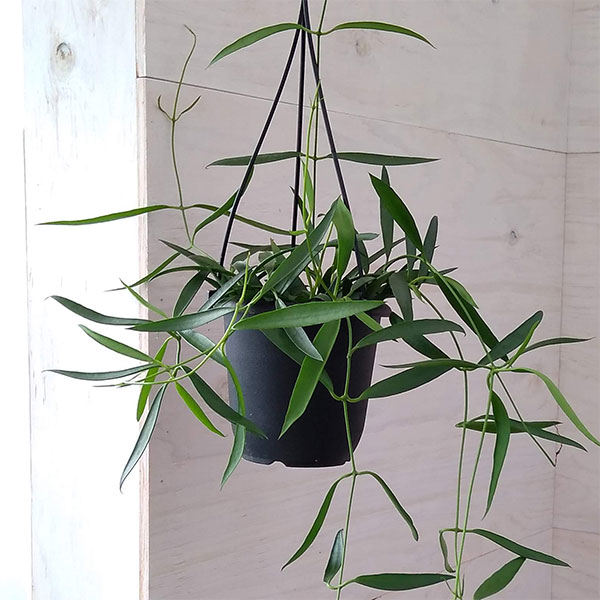 ホヤ：シェパーリ　4号吊り鉢