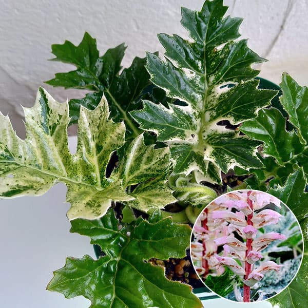 アカンサス：ホワイトウォーター3.5号ポット