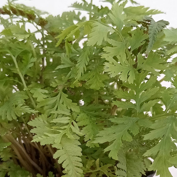 シダ：アシリム：ピクタム（ジャパニーズペインテッドファーン）3号ポット