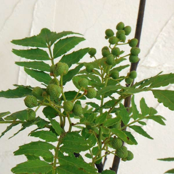 山椒（サンショウ）：朝倉（アサクラ）4号ポット の通販 | 園芸ネット