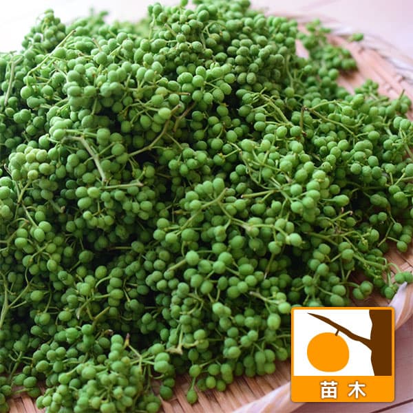 山椒（サンショウ）：ブドウ山椒4号ポット