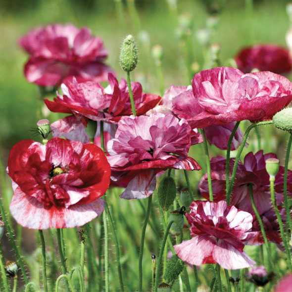 ポピー：パンドラ3-3.5号ポット 6株セット