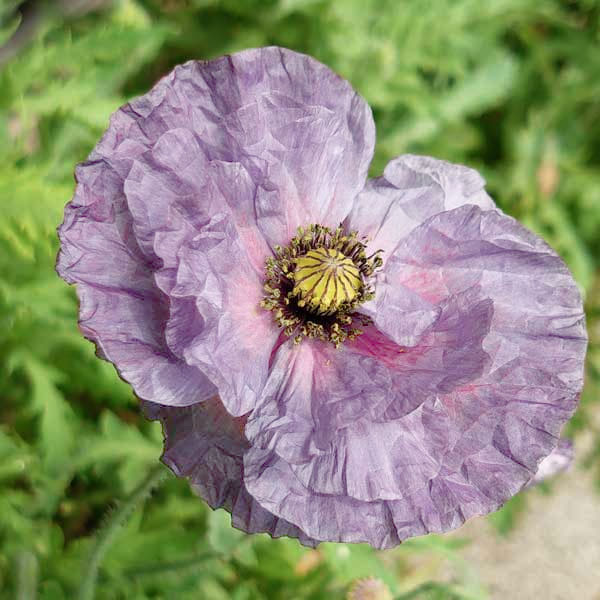 [送料無料]ポピー：アメージンググレー3号ポット 12株セット