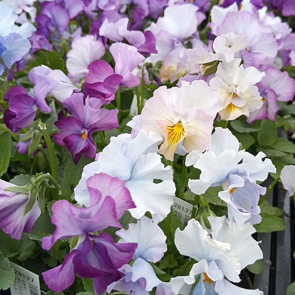 [送料無料]ビオラ：マイファニープリンセス3号ポット 24株セット