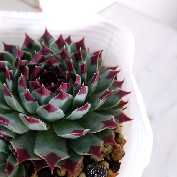 センペルビウム　ミントマーブル 園芸ネット本店｜センペルビウム：ミントマーブル 3号ポット 2株セット