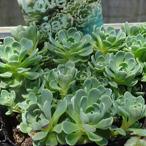 ローズ様 GH02 3連チェーン2段工具差ツートンカスタム 【牛本革】 コヅチ