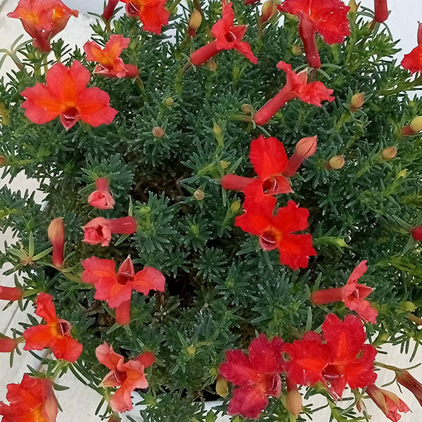 初恋草：ユーコレッドインパルス3.5号ポット