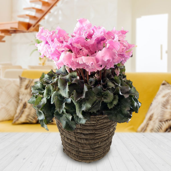 [送料無料][ギフトに]シクラメン：ファルバラローズ5号鉢植えBRカゴ入り