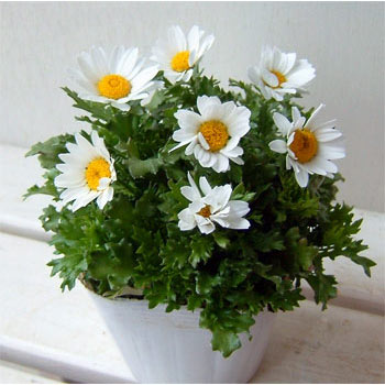 園芸ネット本店｜クリサンセマム：ノースポール3号ポット* 2株セット