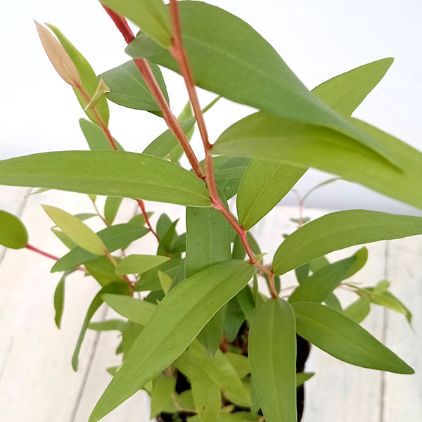 スファラルケア コーラル 挿し穂 20cm 2本（フレーム * ドライフラワー  