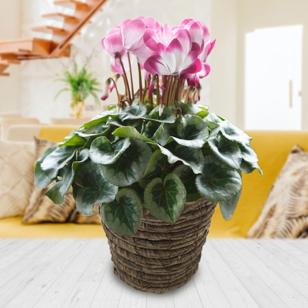 [ギフトに]シクラメン：エレガントレディ バイカラー5号鉢BRカゴ入