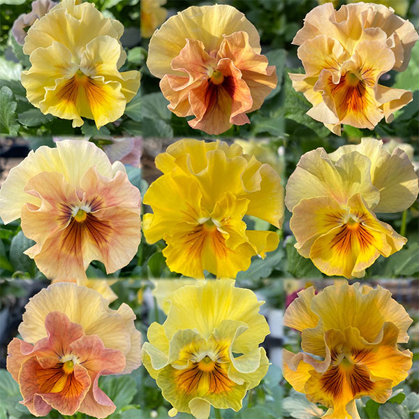[送料無料]パンジー（フリル咲き）：シエルブリエ（イエロー～アプリコット系ミックス）3～3.5号ポット* 24株セット