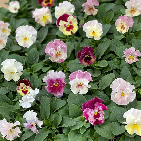 園芸ネット本店｜パンジー（フリル咲き）：シエルブリエ（ピンク系