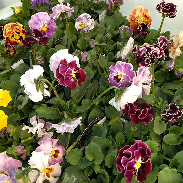 パンジー（強フリンジ）：パルムディレーヌ（花色いろいろ）3.5号ポット 6株セット