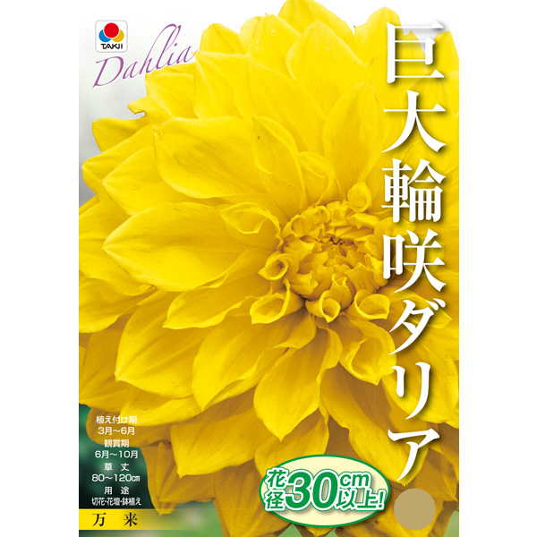 [26年3月中下旬予約]ダリア：ウルトラ巨大輪咲き　万来1球入り