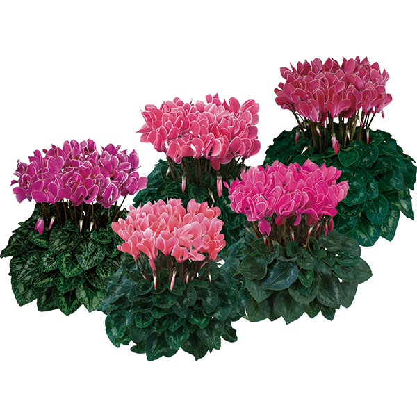 シクラメン：ドリームスケープ　ダークフレームミックス3.5号ポット 3株セット