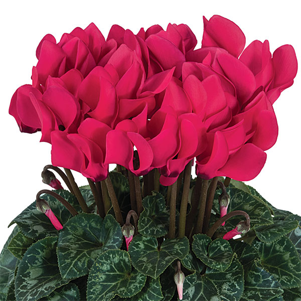 シクラメン：ドリームスケープ　ディープローズ3.5号ポット 6株セット