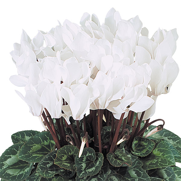 シクラメン：ドリームスケープ　ホワイト3.5号ポット 3株セット