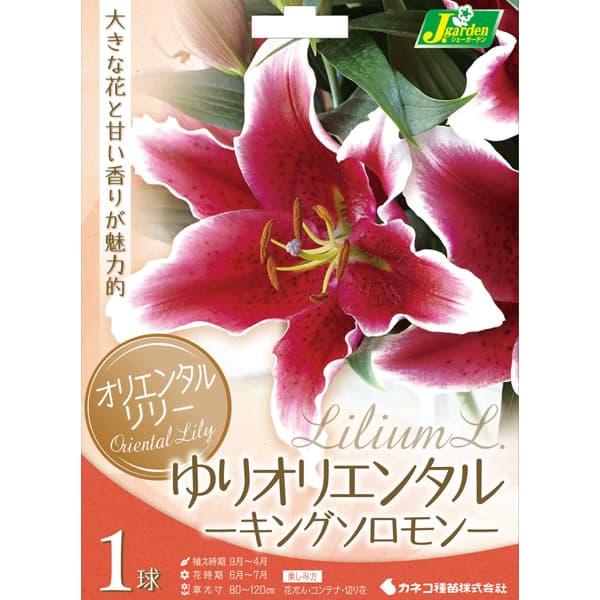 ユリ:オリエンタルリリー キングソロモン1球 2個セット