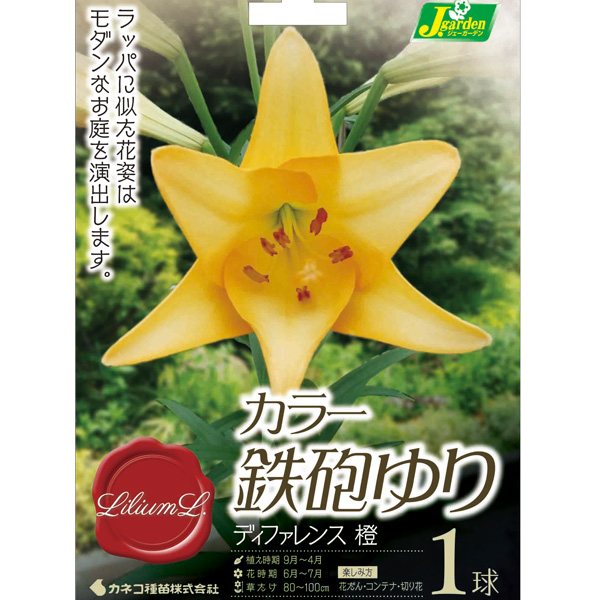 ユリ:カラー鉄砲ゆり ディファレンス1球入り 2個セット