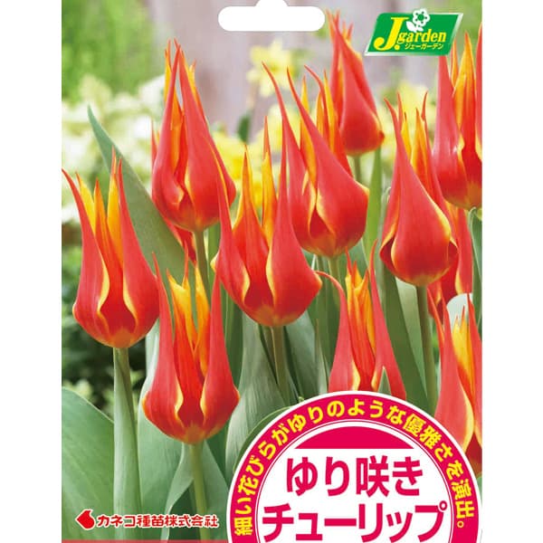 チューリップ（ゆり咲）：フライアウエイ（赤に黄）4球入り（L） 2個セット