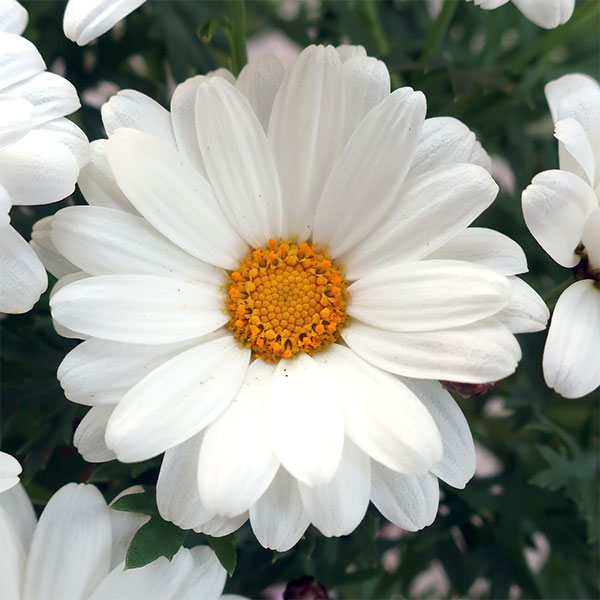 園芸ネット本店｜マーガレット：スマッシュ ミルク3～3.5号ポット の