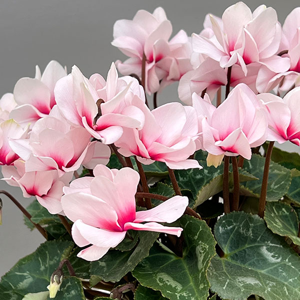 ミニシクラメン(八重咲):スクリュースター