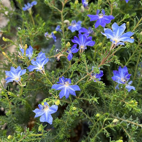 初恋草（ハツコイソウ・レケナウルティア）：アキアオ（秋青）3号ポット 3株セット