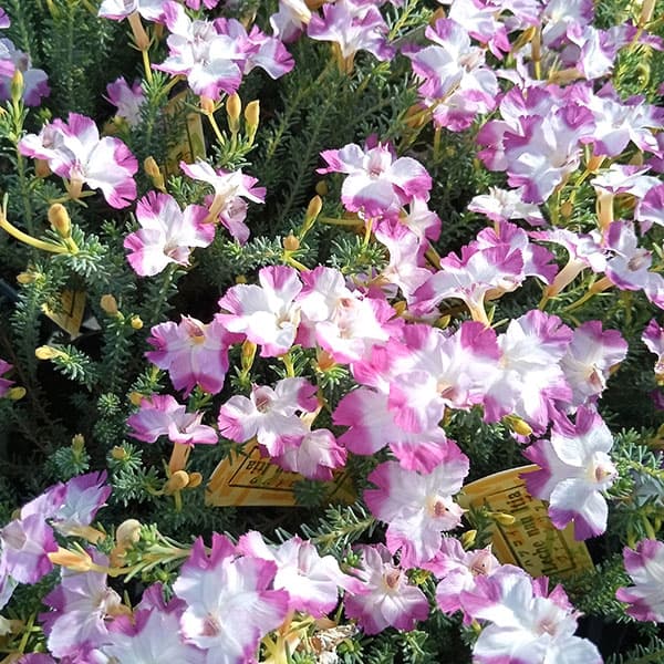 初恋草（ハツコイソウ・レケナウルティア）：ファインリップ3号ポット 6株セット