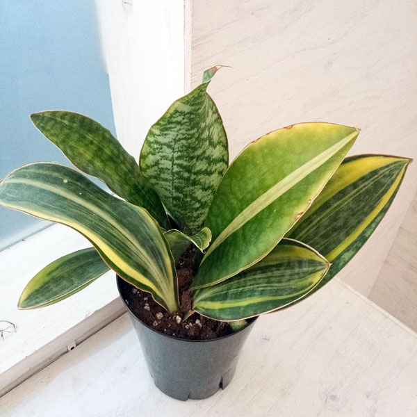 園芸ネット本店｜サンセベリア：マッソニアーナ（斑入り） 4号22-05 の