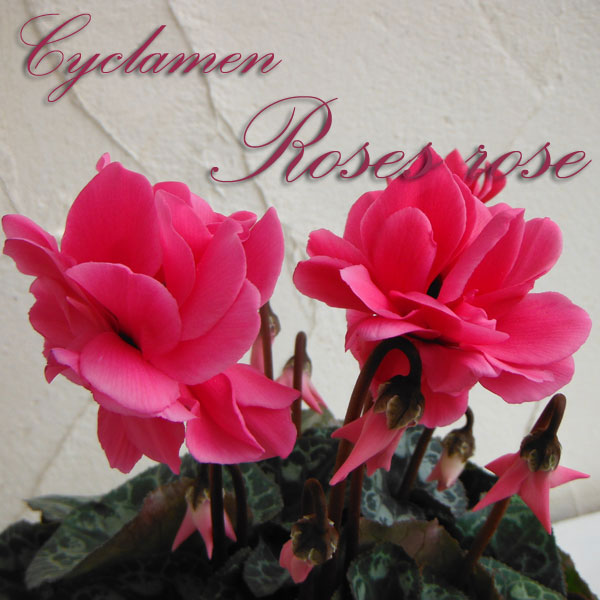 シクラメン：ローゼスローズ3.5号ポット