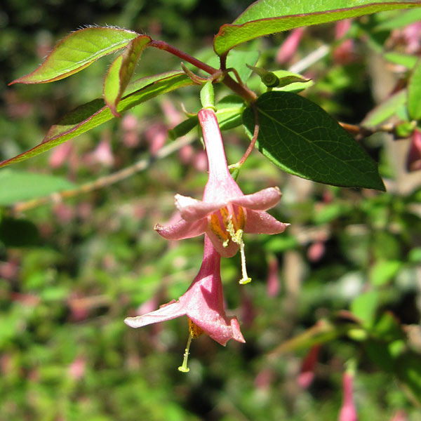 園芸ネット本店｜ウグイスカグラ（鶯神楽）7号ポット の通販【公式】