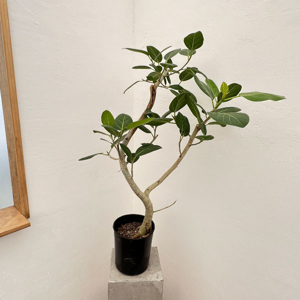 フィカス　ベンガレンシス　12-い7番 フィカス ベンガレンシス 12-い7番 フィカス ベンガレンシス