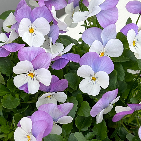 ビオラ：フローラルパワー　ホワイトローズウイング3～3.5号ポット 2株セット